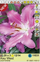 Лилия Ки Уэст вост. 12/14 3шт*