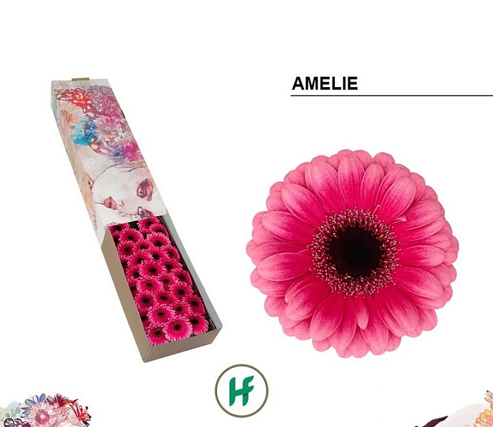 Гербера mini Amelie 30шт