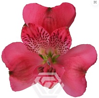 Альстромерия Tessa Rome дл.60 10шт