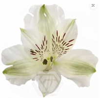 Альстромерия Tessa Jennifer дл.60 10шт