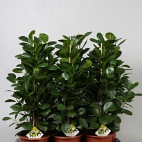 Фикус Мокламе d24 h160 1шт