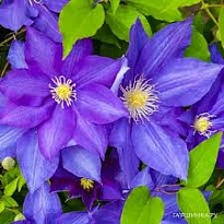 Клематис (Clematis) Кенигскинд d9 h35 12шт