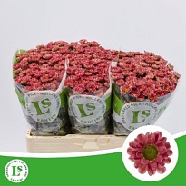 Хризантема сантини Rossi Lobster 25шт