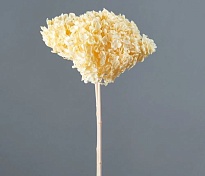 Гортензия стабилизированная 1шт лимонный светлый