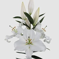Лилия or. White Passion 6+10шт