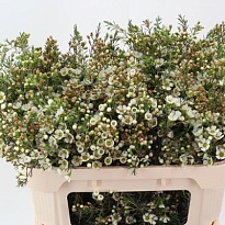 Хамелациум (Waxfl) Sirius 5шт