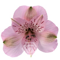 Альстромерия Tessa Seattle дл.60 10шт