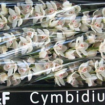 Орхидея Cymbidium Cascade дл.70 *6 1шт