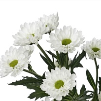 Хризантема сантини Legend 25шт