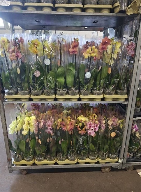 Орхидея Фален. Еллоу-Оранж микс 1ст d12 h60 10шт