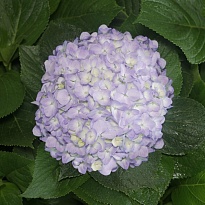 Гортензия Sabanilla Sas Light Purple дл.PREMIUM 1шт
