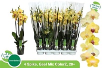 Орхидея Фален. Желтый 4 ст d12 h60 10шт