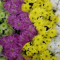 Хризантема кустовая (ПРОМО) 3шт