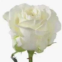 Роза Ivana (Ц) дл.50 10шт