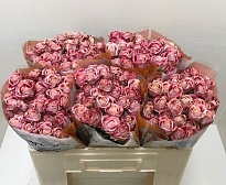 Роза кустовая Flinders Lane дл.50 10шт