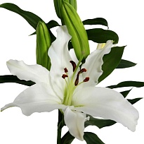 Лилия Siberium (К) дл.90 5  шт
