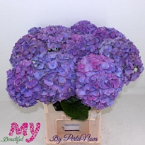 Гортензия My Beautiful Riviera дл.50 d18 1шт 