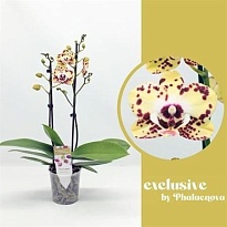 Орхидея Фален. Дейзи 2ст d12 h50 10шт