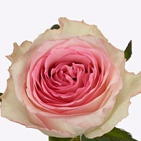 Роза Мандала одноголовая (МЦ) дл.80 15шт/уп