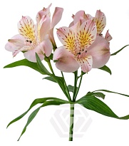 Альстромерия Tessa Alice дл.60 10шт