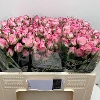 Роза кустовая Speaking Blossoms дл.50 10шт