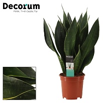 Сансевиерия Блэк Даймонд d12 h40 10шт