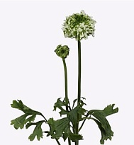 Лютик Pon Pon Igloo 10шт