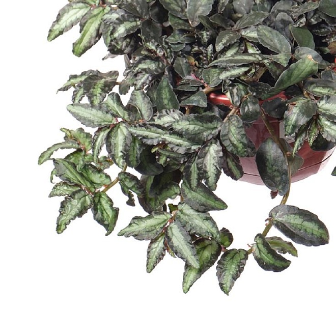 Пеллиония Даво кашпо (ОЗ) d16 6шт