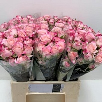 Роза кустовая Speaking Blossoms дл.40 10шт