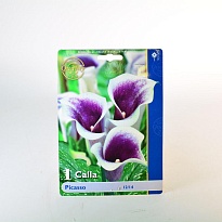 Калла Пикассо 12/14 1шт*