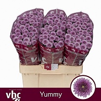 Хризантема сантини Yummy 25шт