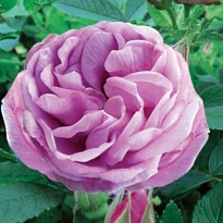 Роза Васагеминг канадская парковая/Цв.Кор