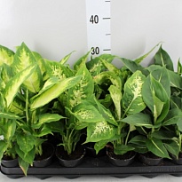 Диффенбахия микс d9 h35 18шт