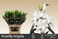 Лилия Dbl Roselily Angela 4/5+ 10шт