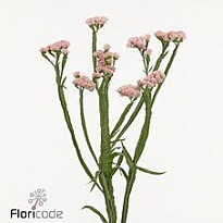 Статица Peach Wings 5шт