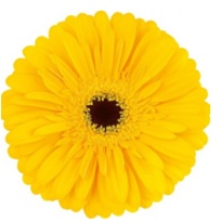 Гербера (Ц) aqua Olympic Gold 10шт