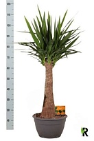 Юкка Майя Стэм d30 h120 1шт