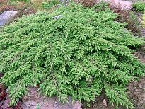 Можжевельник (Juniperus) обыкн.Грин Карпет (KV) d15 h22-25 6шт