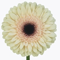 Гербера Eclair 25шт