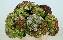 Гортензия Mag Revolution Classic дл.50 d15 1шт