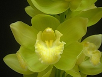 Орхидея Cymbidium Mint Ice дл.80 *6 1шт