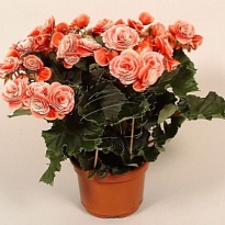 Бегония Бориас d13 h30 6шт