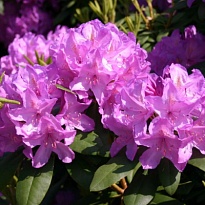 Рододендрон (Rhododendron) Катевбинский Грандифлорум 5л h40-50 