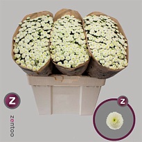 Хризантема сантини Pizarro 25шт