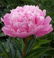 Нидерланды PEONY SARAH BERNARDT          60 CM EX