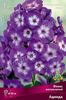 Флокс метельчатый Адинда 1шт