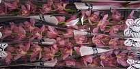 Орхидея Cymbidium Constance Briggs*6 дл.80 1шт