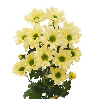 Хризантема кустовая Kennedy Cream 5шт