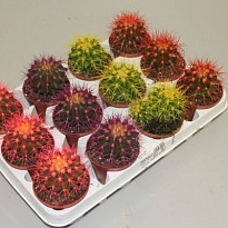 Эхинокактус Грузони Рейнбоу d8 h10 12шт