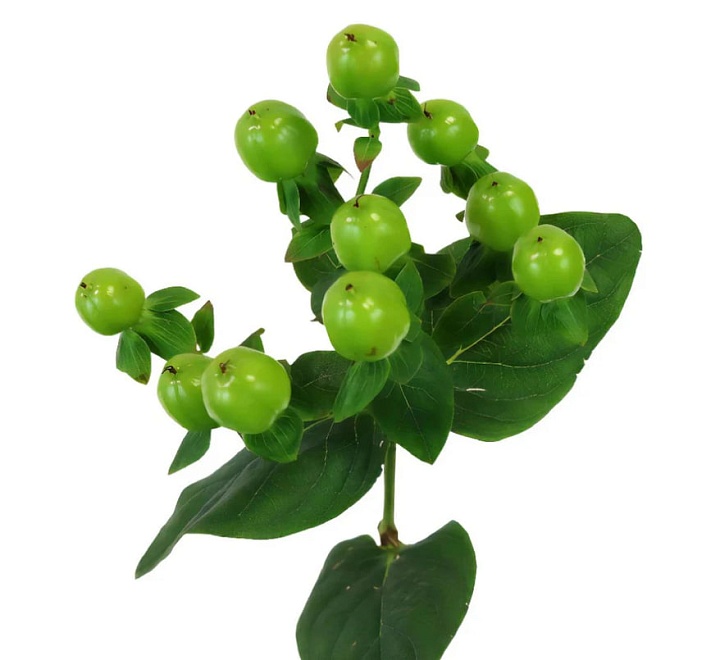 Гиперикум Мунг Бин (К) дл.70 1уп